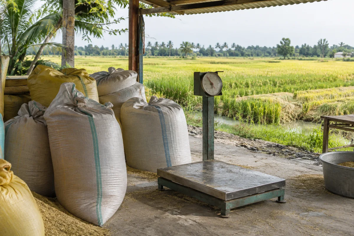 Ảnh minh họa bao lúa và bàn cân tại điểm thu mua mùa gặt